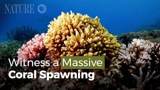 Witness a Massive Coral Spawning [upl. by Constancia]