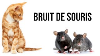 Bruit de souris pour attirer votre chat [upl. by Nwahsyd]