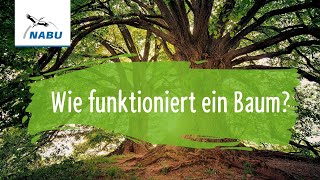 Wie funktioniert ein Baum [upl. by Namas333]