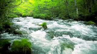 Green Stream Flowing in Aomori Forest Nature Sounds Forest River Sound White Noise for Sleeping [upl. by Shanda]