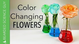 Color Changing Flowers Experiment Biology [upl. by Aicram546]