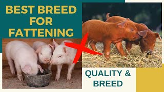 The Best Breed of Pig for Fattening and Your Guide of Choosing Good Quality Fattener Piglet  Biik [upl. by Gabriell343]