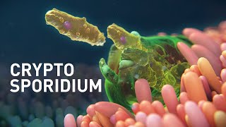 Cryptosporidium Infected Organoids  Mechanism of Disease Animation [upl. by Amabel]