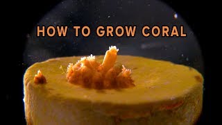 How To Grow Coral [upl. by Zolner]