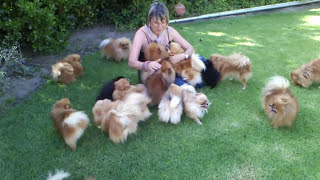 Pomeranians very HAPPY to see mom when she came back  Anjula Pomeranians Toypoms [upl. by Wier215]