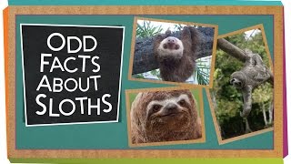 Odd Facts About Sloths [upl. by Tyrus]