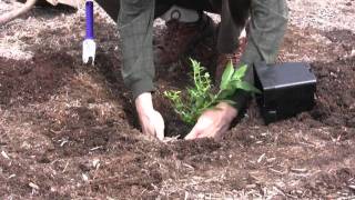 How to Plant and Care for Butterfly Bush [upl. by Clarkson]