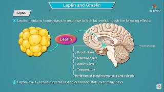 Leptin and Ghrelin hormones mechanism of action  Physiology  USMLE Step 1 [upl. by Ydoow]