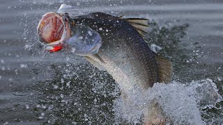 How to catch really big barra the science of a metery  Fishing the Wild NT Ep4 [upl. by Ssyla]