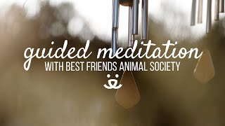 10Minute Guided Meditation  Grieving the Loss of a Pet [upl. by Acemahs]