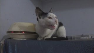 Kitten Meowing Loud and Non Stop [upl. by Yragerg]