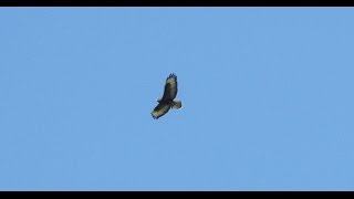 Common Buzzard Hovering and Attacking Prey [upl. by Elysia]