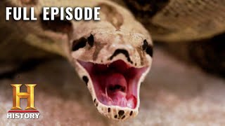 Rise of the Super Snakes  Swamp People Serpent Invasion S1 E4  Full Episode  History [upl. by Perreault]