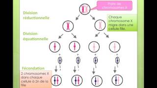 explication origine turner [upl. by Yevreh]