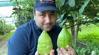 Come fare a casa il Liquore di Cedro Originale della Riviera dei Cedri 💎 [upl. by Eelinej]