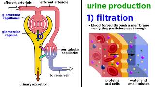 The Urinary System [upl. by Durham]