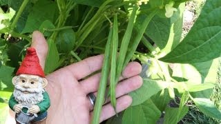 When and How to Harvest Green Beans Bush Beans and Pole Beans [upl. by Christoforo622]