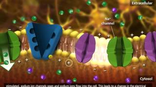 Nerve Impulse Molecular Mechanism 3D Animation [upl. by Claudio]