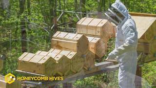 Beekeeping Reimagined Honeycomb Hives Fold Hives [upl. by Ossie]