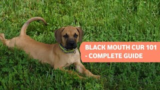 The Black Mouth Cur  History Grooming Personality amp More Detailed Guide [upl. by Adnaral]