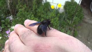 Assisting Alfred the Carpenter Bee [upl. by Ebba]