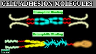 Cell Adhesion Molecules  CAMS  Cadherin Integrin IGCAMS Selectin [upl. by Darleen74]