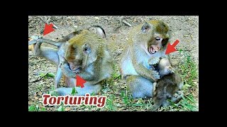 Mom Torturing Baby monkey too Hard Baby monkey Cry very Loud [upl. by Lledrac]