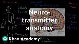 Neurotransmitter anatomy  Organ Systems  MCAT  Khan Academy [upl. by Enyrehtak]