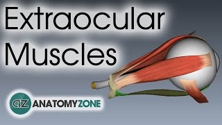 Extraocular Muscles  Eye Anatomy [upl. by Ellahcim]