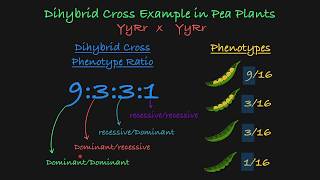 Dihybrid Cross Explained [upl. by Doownil]