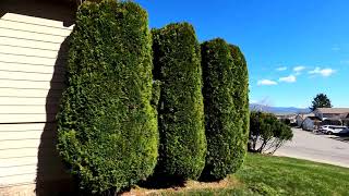 Pruning Large Arborvitaes [upl. by Htebasile64]