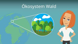 Ökosystem Wald einfach erklärt  Stockwerke Aufbau und Baumarten [upl. by Cammie]