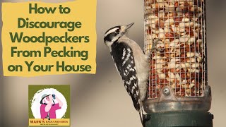 Discouraging Woodpeckers From Pecking on Your House [upl. by Persas]