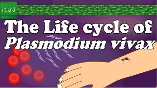 Life cycle of Plasmodium vivax protozoa biology flagella plasmodium lifecycle ntend6435 [upl. by Alahc751]