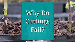 Why Do Cuttings Fail Propagation Tips [upl. by Ulysses78]