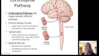 Lecture12 Efferent Nervous System [upl. by Aromas]