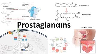 Prostaglandins  Biosynthesisfunction and regulation [upl. by Ahtekahs]