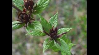 Plant portrait  Carolina allspice Calycanthus floridus [upl. by Ilse433]