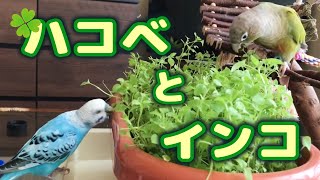 【インコ草】ハコベが来た日。 うめごまブラザーズ [upl. by Thesda885]