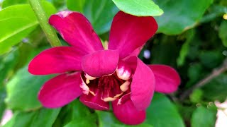 Calycanthus Aphrodite Sweetshrub  BEAUTIFUL Large Red Flowers 💗 Light Sweet Fruity Fragrance [upl. by Assiluj]