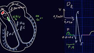 ECG  Introduction  Docteur Synapse [upl. by Salokin]