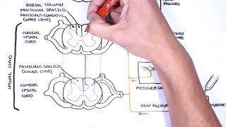 Sensory Tracts  Dorsal Column Medial lemniscus Pathway [upl. by Nyllek]