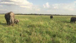 Visiting the Masai Mara National Reserve [upl. by Ayek]