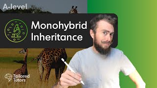 Monohybrid Inheritance  A Level Biology Revision [upl. by Micheal]