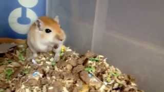 Super Cute gerbil squeaking when being petted [upl. by Abbie168]