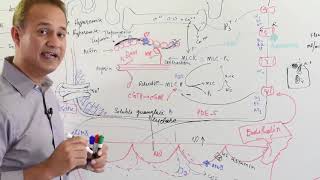 Physiology of Nitric Oxide  Cardiovascular System [upl. by Yclek]