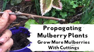 Propagating Mulberry Plants From Cuttings [upl. by Atnovart]