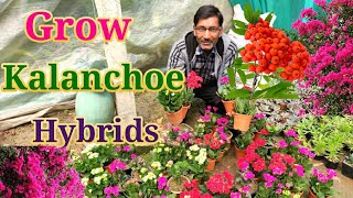 Grow Kalanchoe to get enormous Flowering [upl. by Madison]