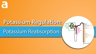 Potassium Regulation Potassium Reabsorption [upl. by Wills722]