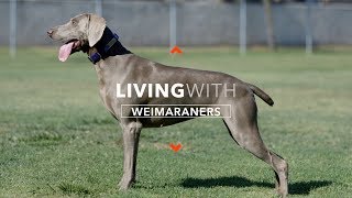 ALL ABOUT LIVING WITH WEIMARANERS [upl. by Arretahs858]